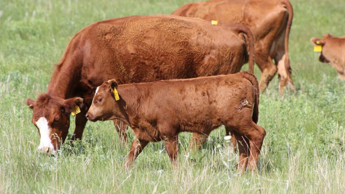 BeefWatch
