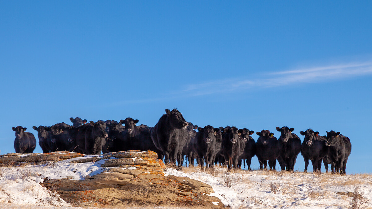 Range Beef Cow