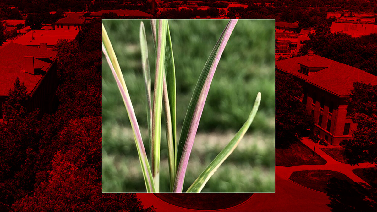 Russian wheat aphids