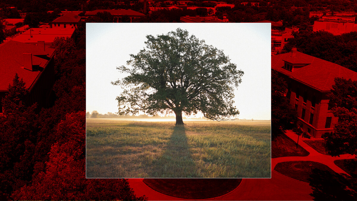 tree
