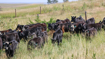 cattle in pasture