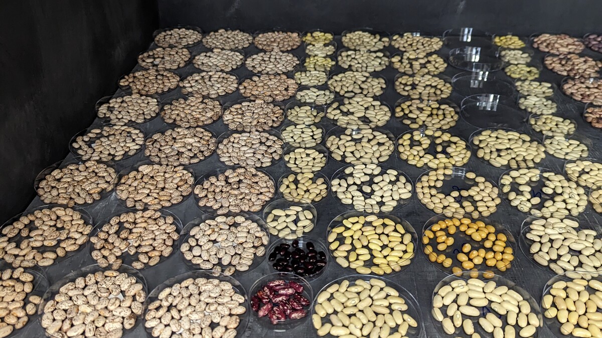 dry bean