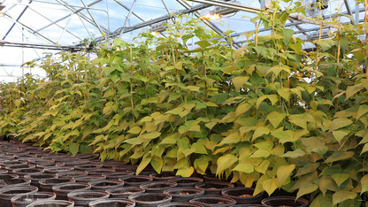 Bean plants