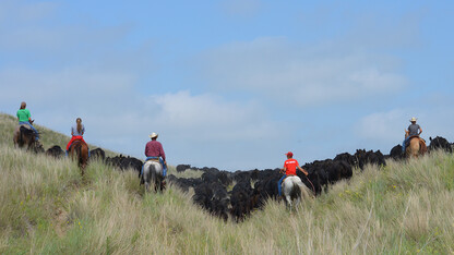 Beef Herd