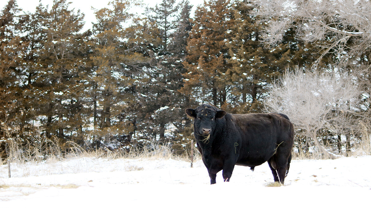 bull