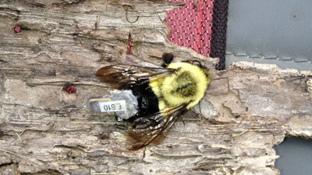 A bee on a piece of wood.
