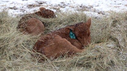 Red Angus calves