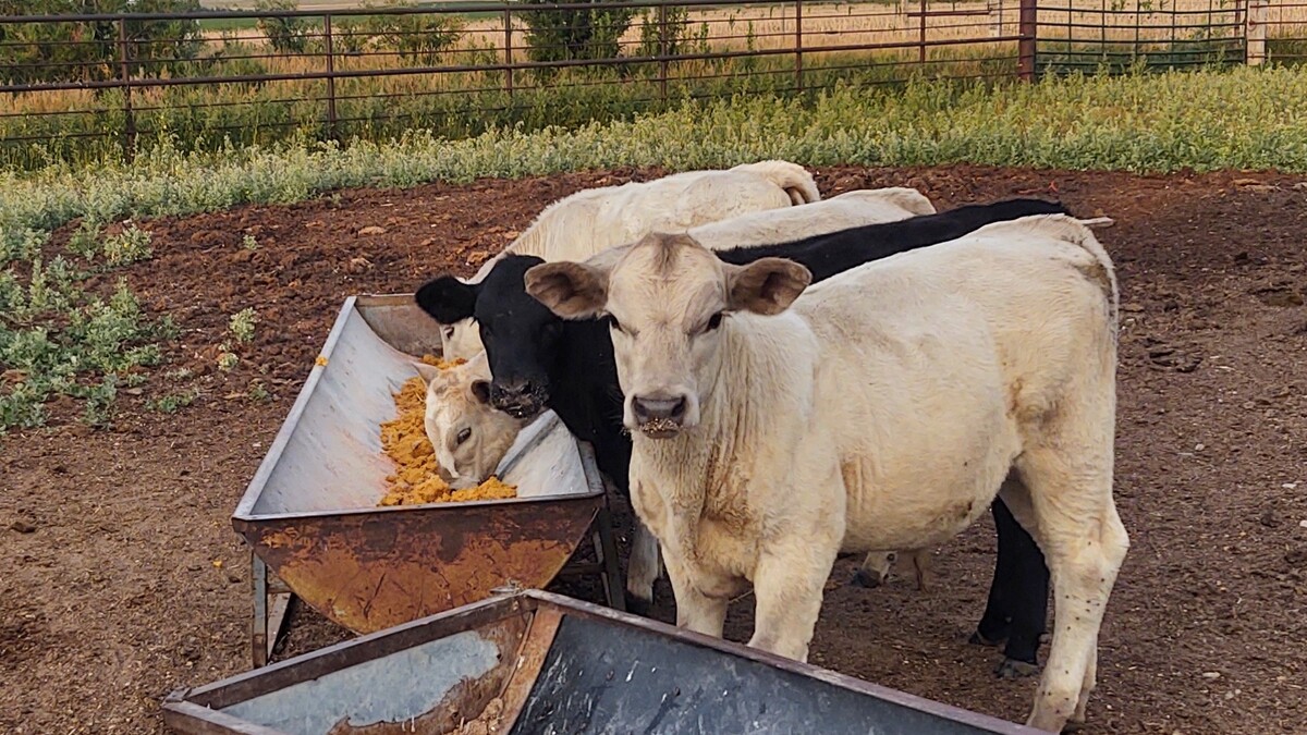 Early weaned calves.
