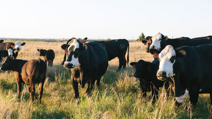 Cattle graze 