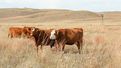 cattle grazing