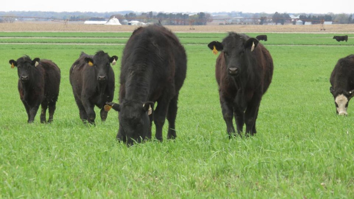 Cattle