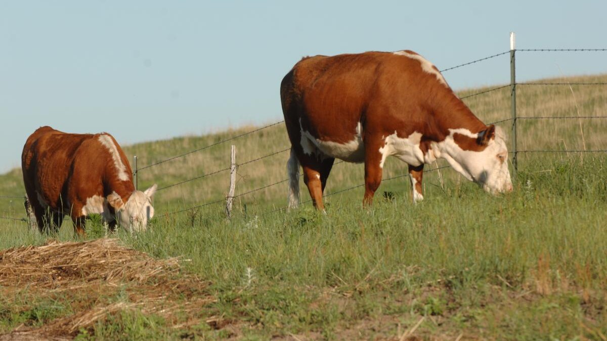 Cattle
