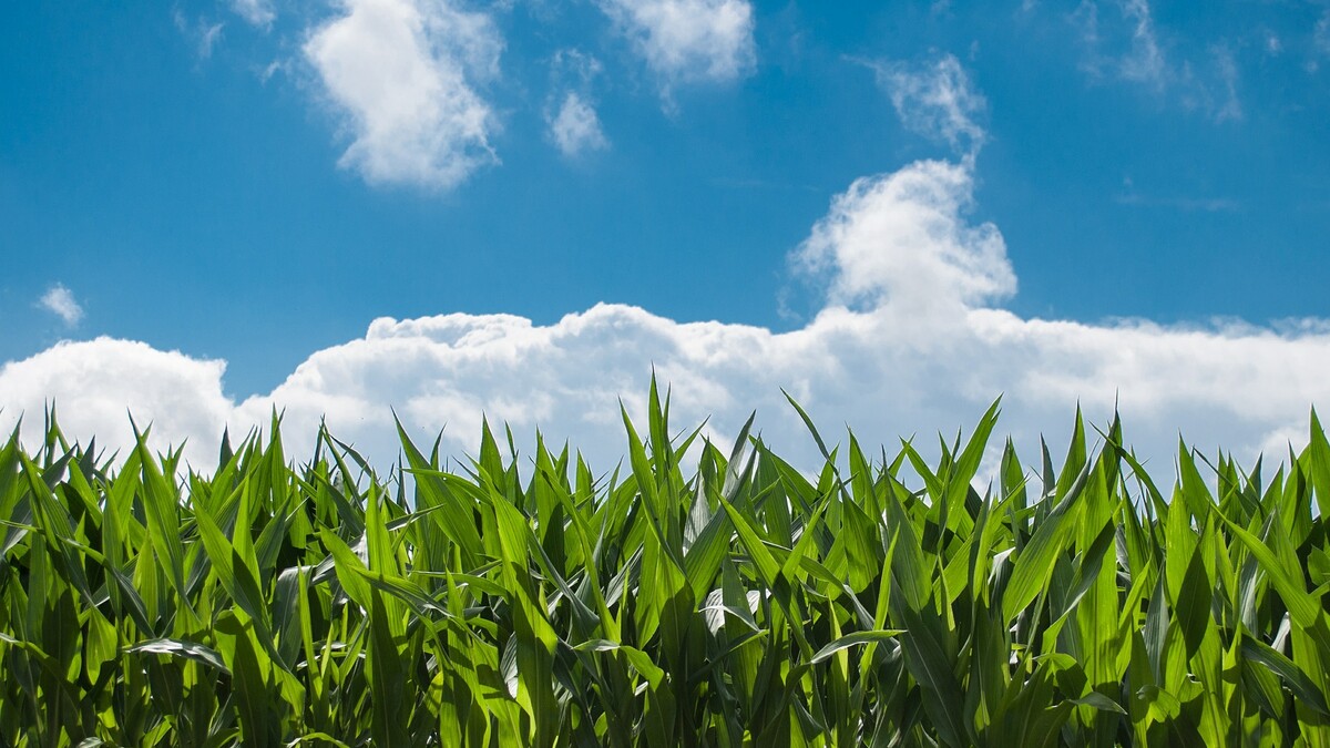 Agriculture