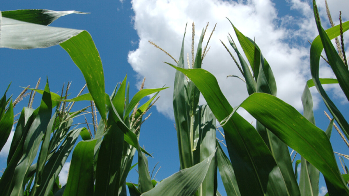 corn