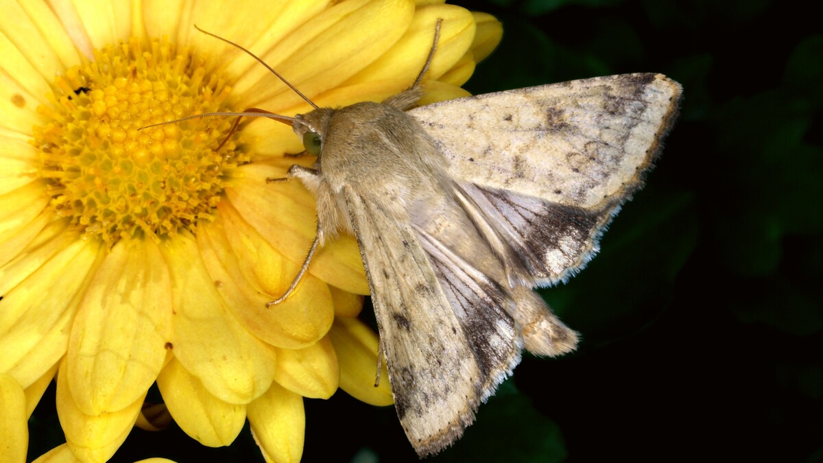 corn ear worm moth