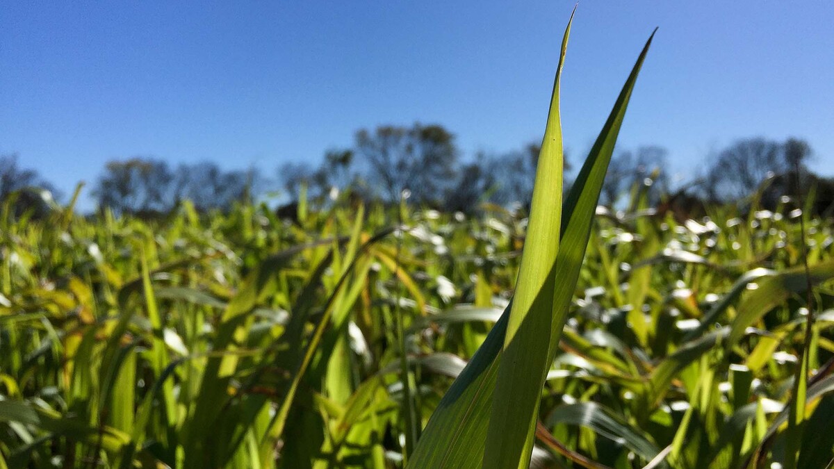 crops