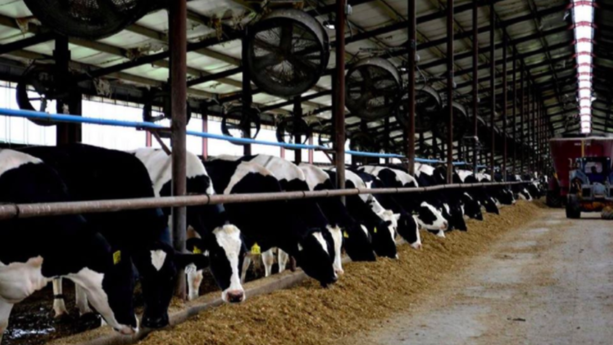 Nebraska Dairy Extension