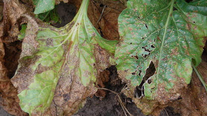 Cercospora leaf spot