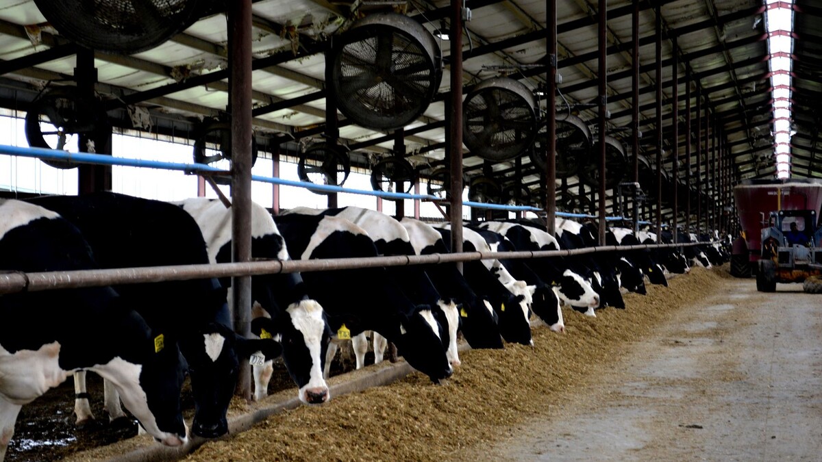 Dairy cattle