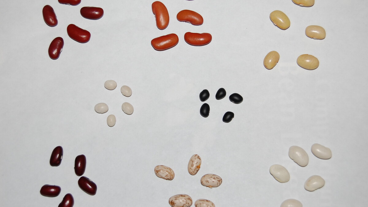 dry bean
