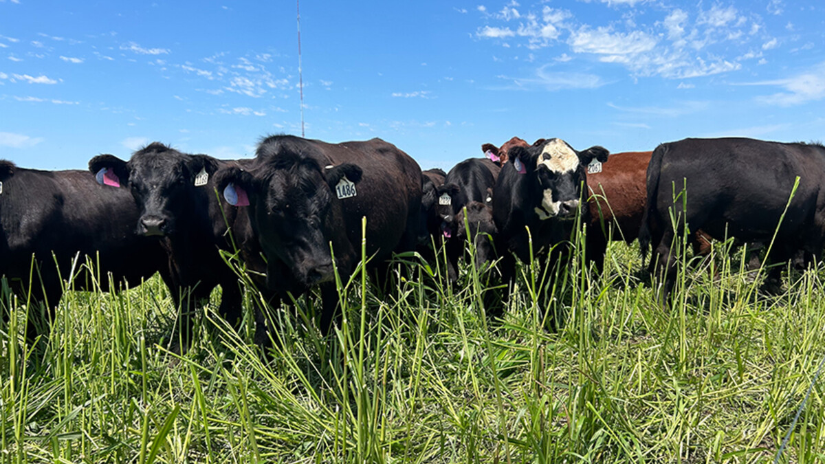 cattle grazing