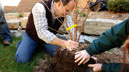 tree planting 