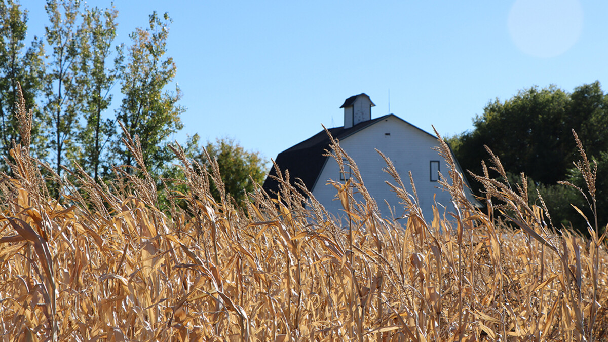 barn near cornfield