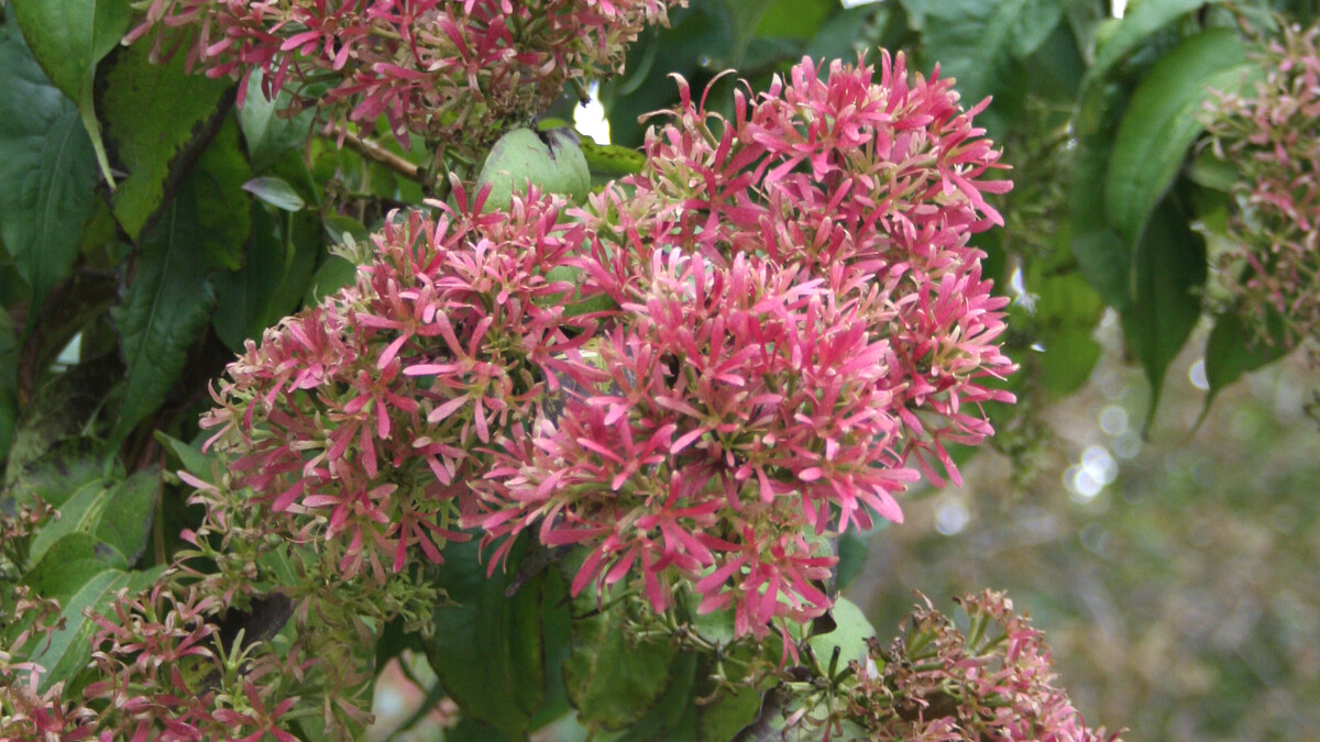 pink flowers