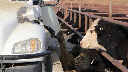 cattle feeding