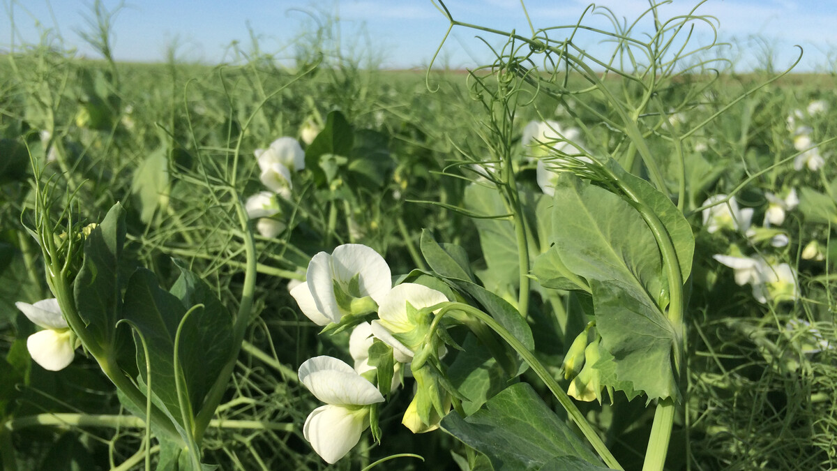 Field peas