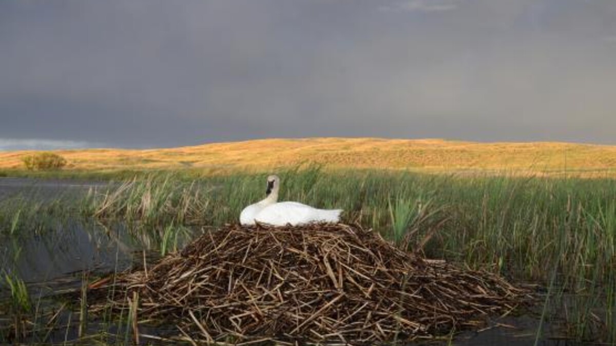 Platte Basin Timelapse swan