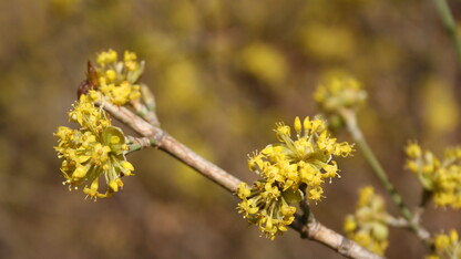 Yellow flowers