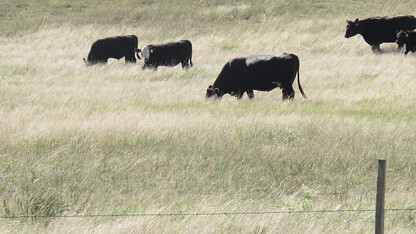 cattle grazing