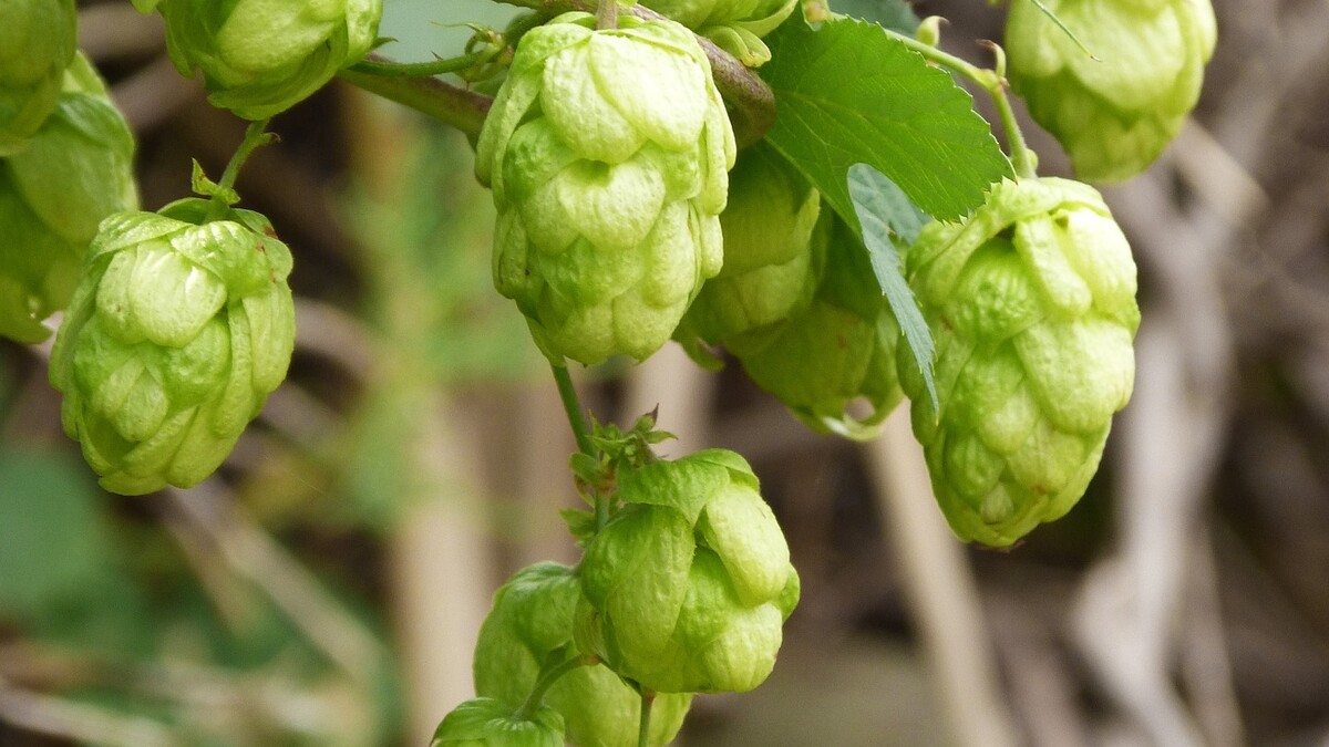 The University of Nebraska–Lincoln is pleased to announce the dates for the First Annual Nebraska Grower and Brewer Conference and Trade Show. 
