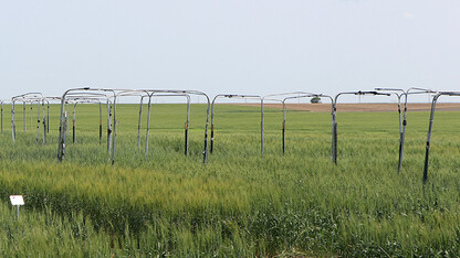 Sawfly traps