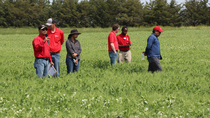 field peas