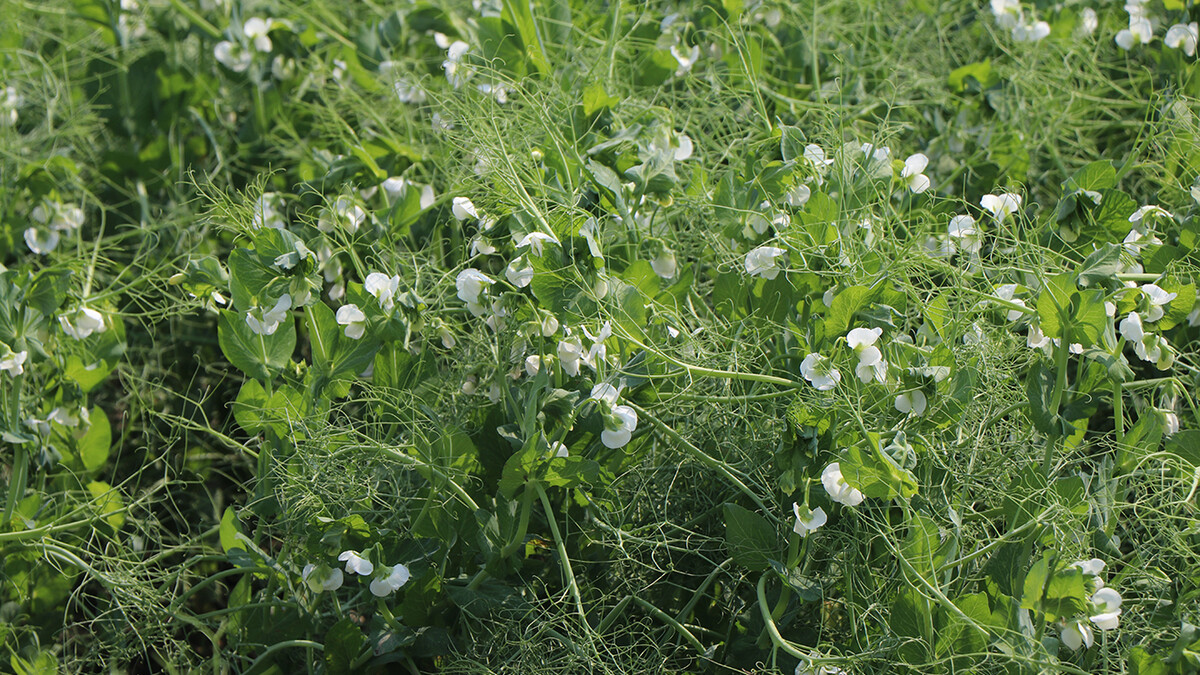 Spring peas