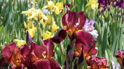 Irises