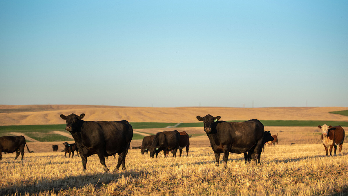 cattle grazing