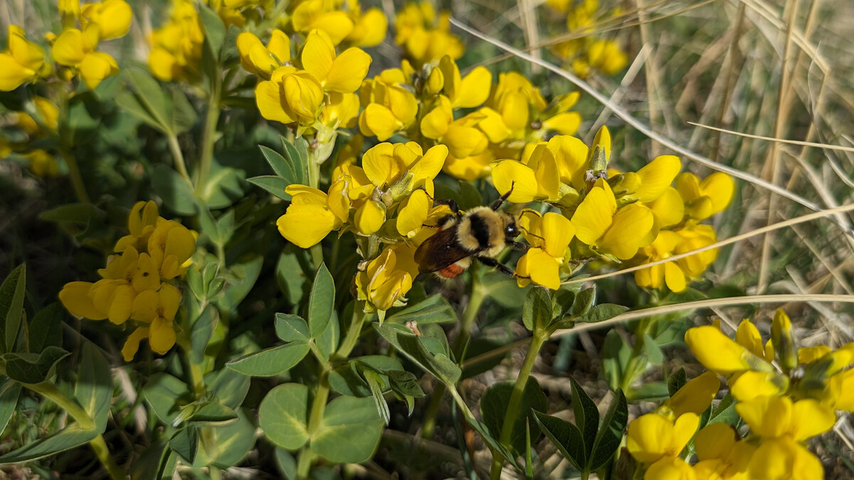 yellow wildflowers 
