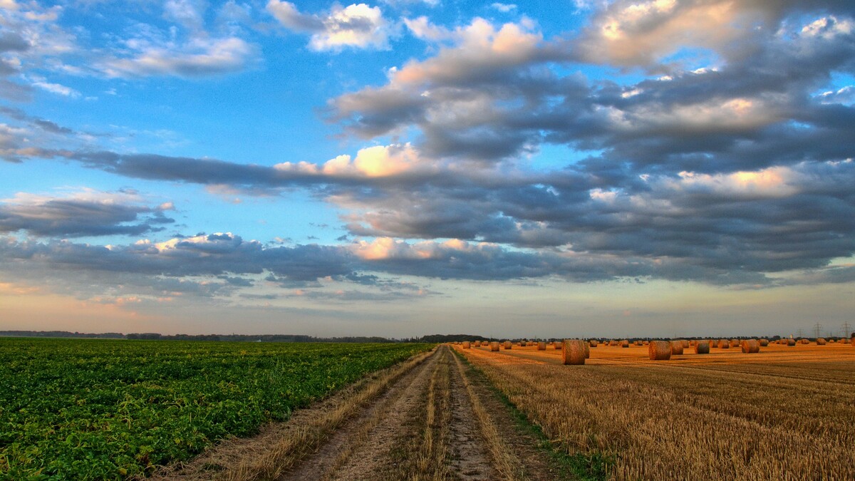 Agriculture