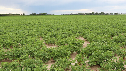 bean field 