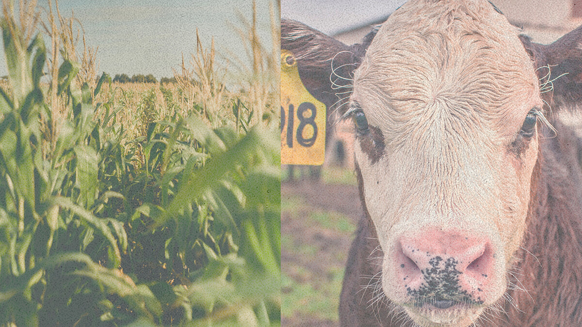 a field and a cow