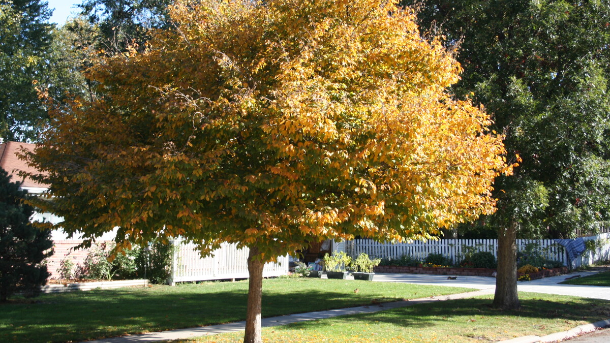 a tree with yellowing leaves