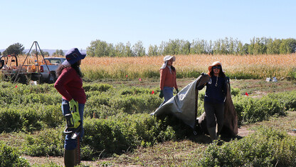 Harvesting Spearmint Plots 