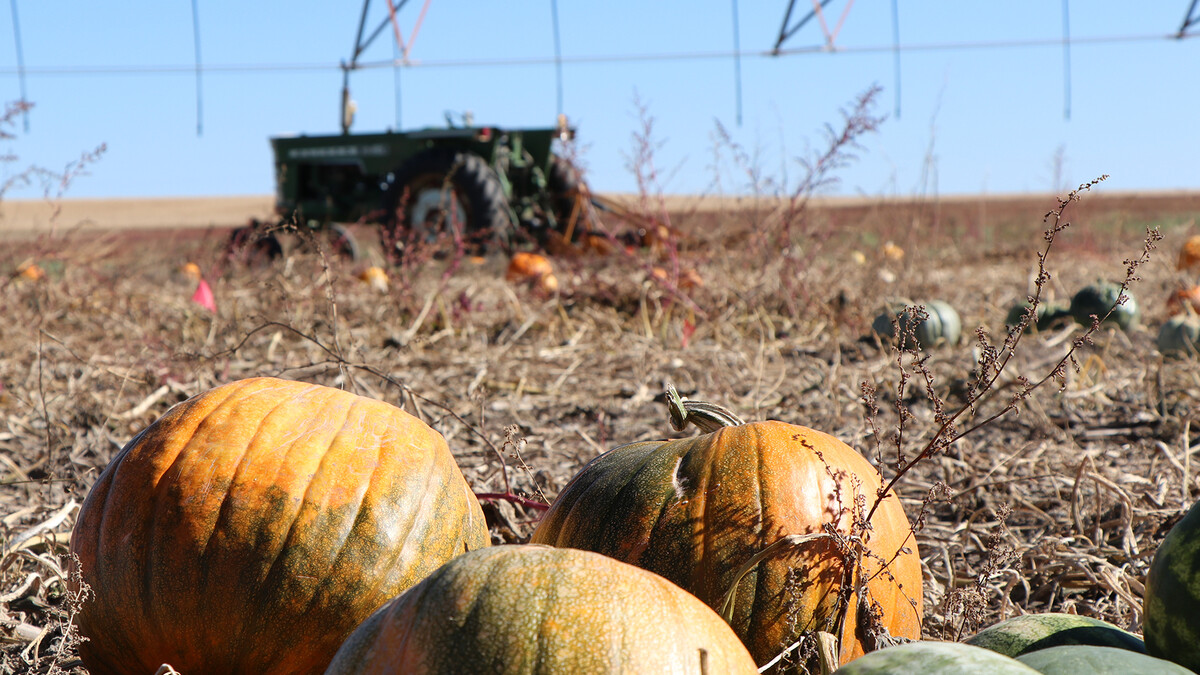 Pumpkins and Tractor