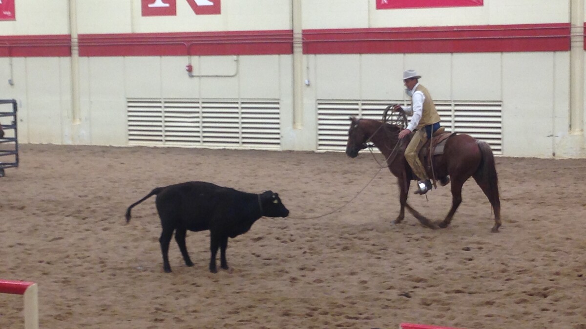 Stockmanship expert Curt Pate ropes a yearling. Links to larger image.