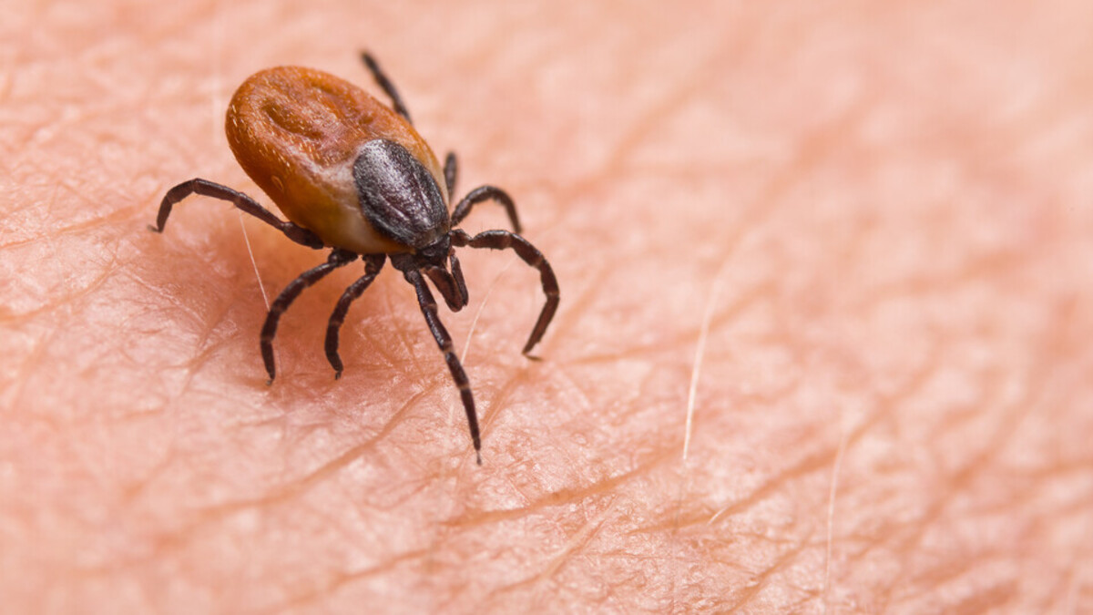 tick