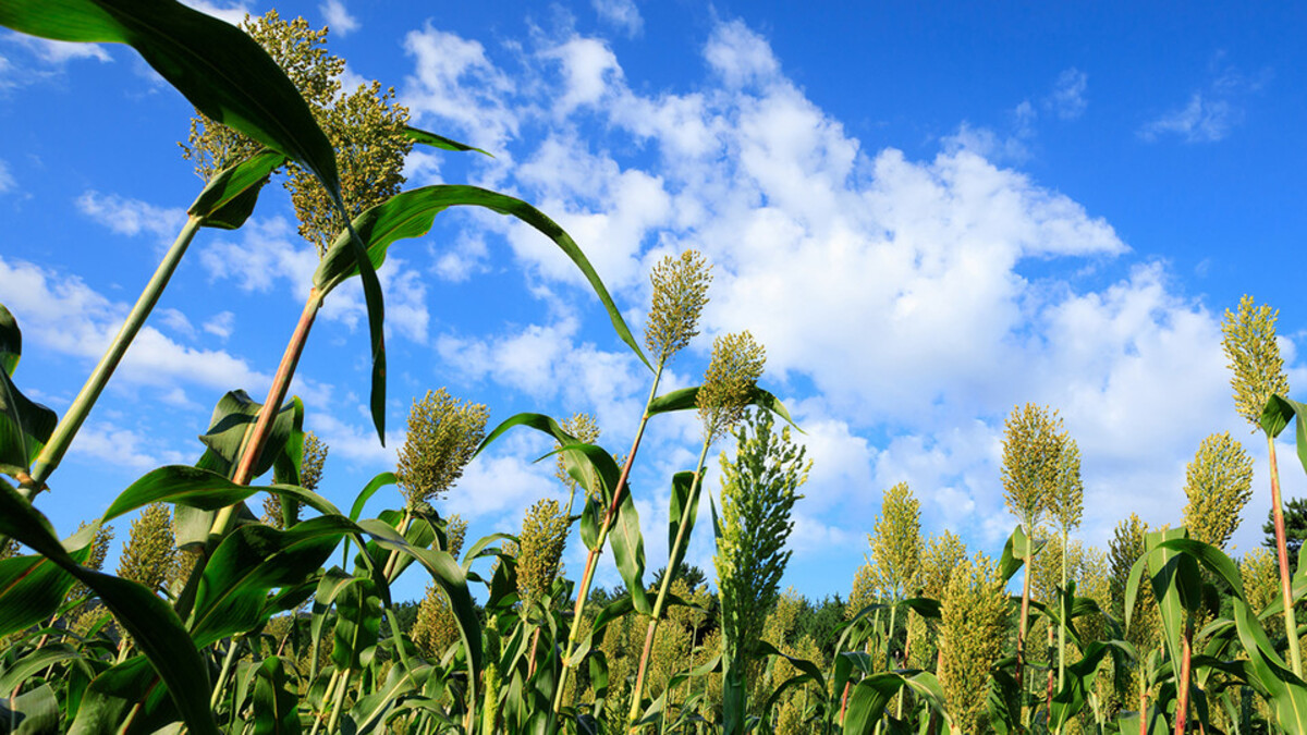 sorghum
