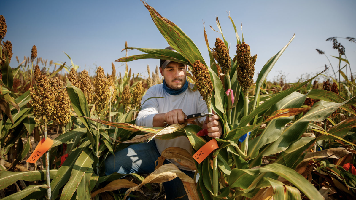 Man harvesting sorghum